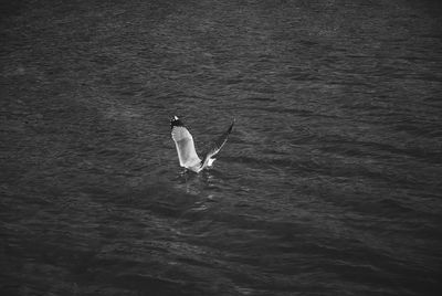 High angle view of bird flying over sea