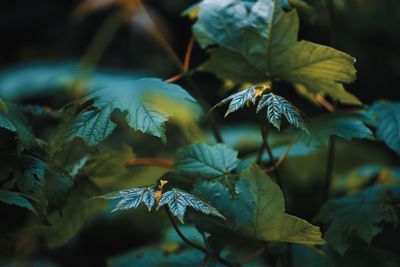 Close-up of green leaves on plant