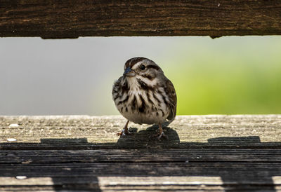 Close-up of bird perching on wood