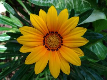 Close-up of gazanias growing on field