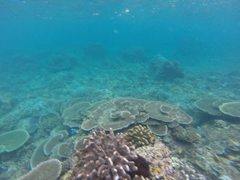 Aerial view of coral swimming underwater