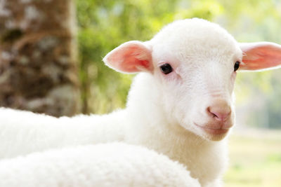 Close-up portrait of lamb on field