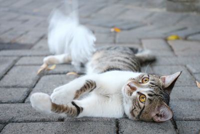 High angle view of cat lying on footpath