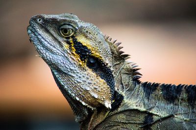 Close-up side view of a reptile