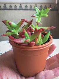 Close-up of hand holding potted plant