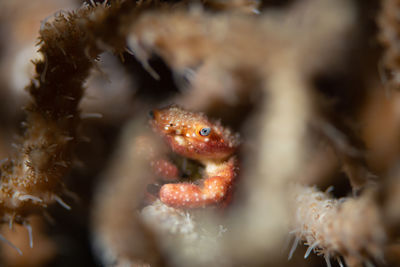 Close-up of fish underwater