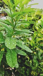 Close-up of raindrops on leaves