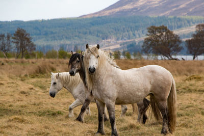 Horses in a field