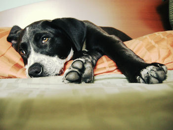 Close-up of dog lying on floor
