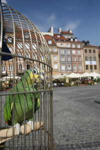 Close-up of parrot in cage at town square