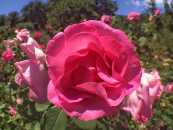 Close-up of pink flowers blooming outdoors