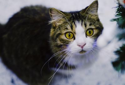 Close-up portrait of a cat