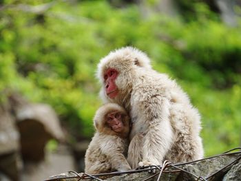 Close-up of two monkeys