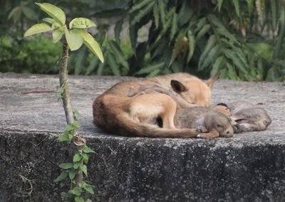 View of two cats sleeping