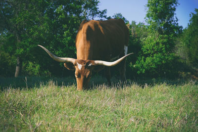 View of a horse on field