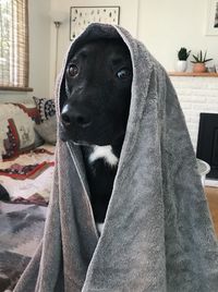 Portrait of black dog sitting at home