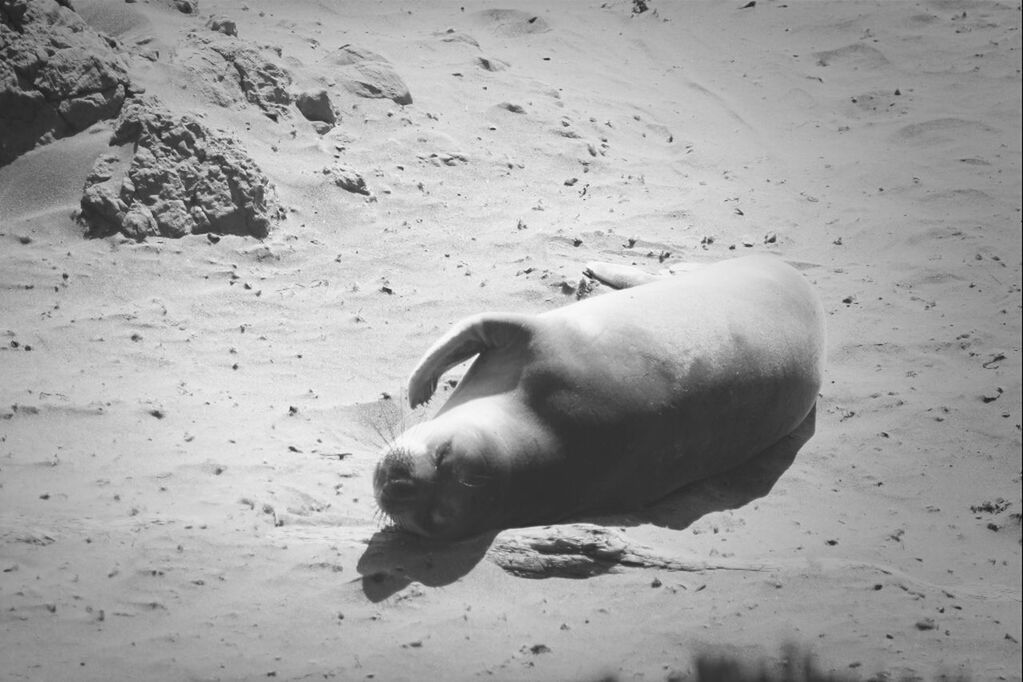 sand, beach, shore, one animal, animal themes, sunlight, full length, close-up, day, shadow, outdoors, high angle view, nature, childhood, dog, relaxation, focus on foreground, side view