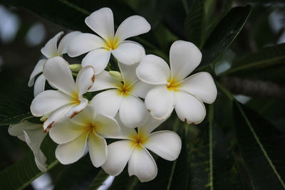 Close-up of white flowering plant in park