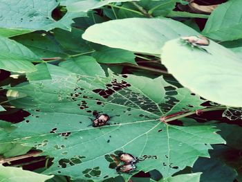 Close-up of insect on plant