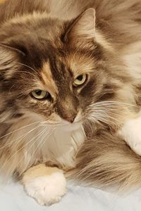 Close-up portrait of a cat