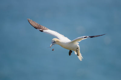 Low angle view of seagull flying