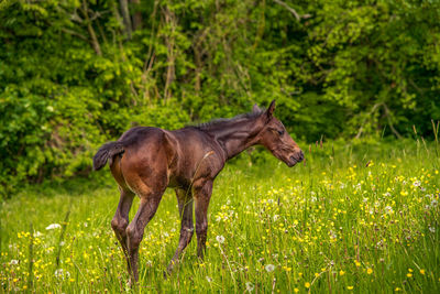 Side view of horse on field