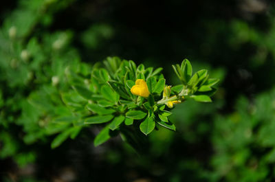 Close-up of flowering plant