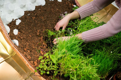 Cropped image of gardener hands planting seedlings in yard