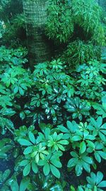 Leaves floating on water