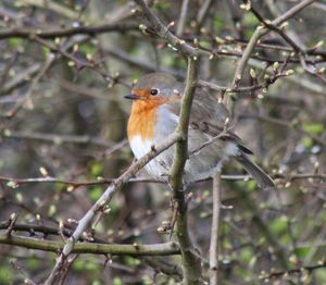 Close-up of bird perching on tree