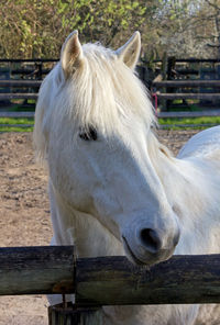 Close-up of horse in stable