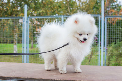 White dog looking at railing