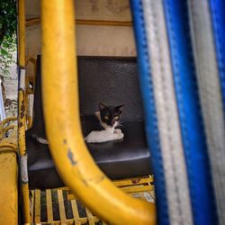 Portrait of cat sitting on metal structure