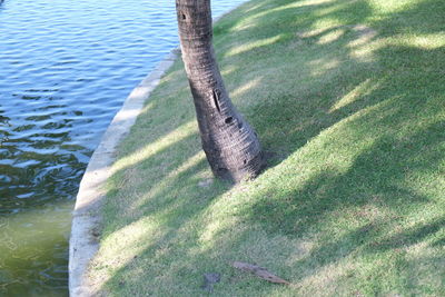 High angle view of tree trunk