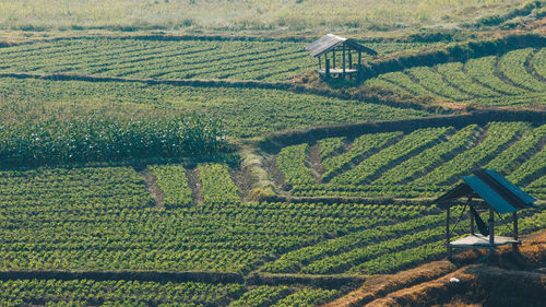 High angle view of agricultural field