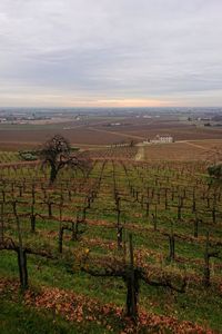 Scenic view of vineyard against sky