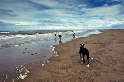 Girls with dogs on beach against sky