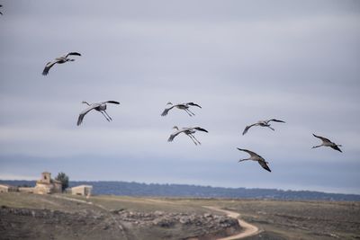 Flock of birds flying in the sky