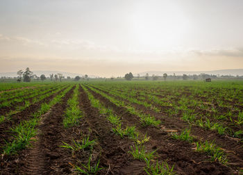 Scenic view of agricultural field against sky