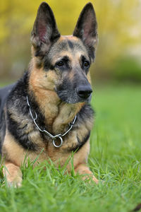 Portrait of dog sitting on field