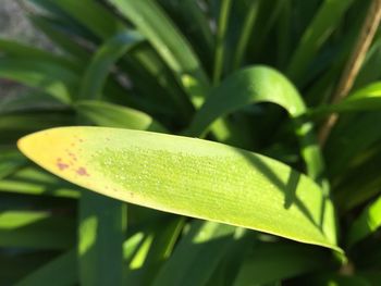 Close-up of plant