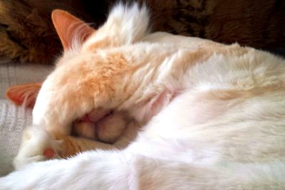 Close-up of cat sleeping