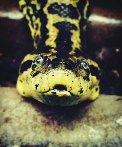 Close-up of yellow snake