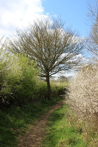 Trees on field against sky