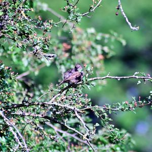 View of bird perching on branch