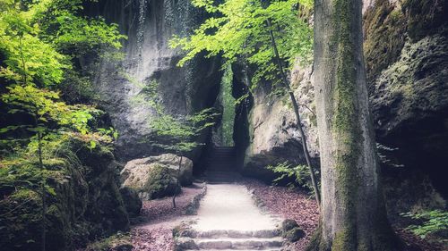 Plants and trees in forest