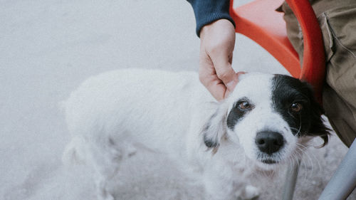 Low section of person with dog