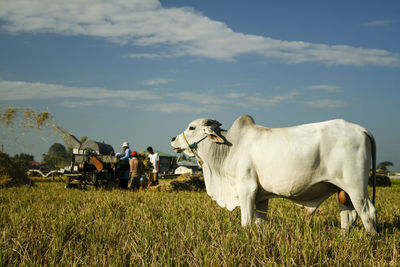 Cows standing in a field