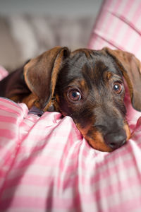 Close-up portrait of dog