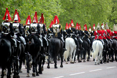 Group of horses in row